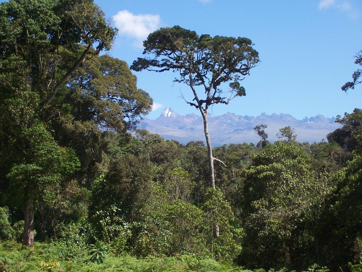Castle Forest Lodge Mount Kenya National Park ภายนอก รูปภาพ